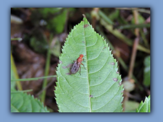 Fly - Dryomyza anilis. Seen in Hetton Park, 1st August 2021.jpg